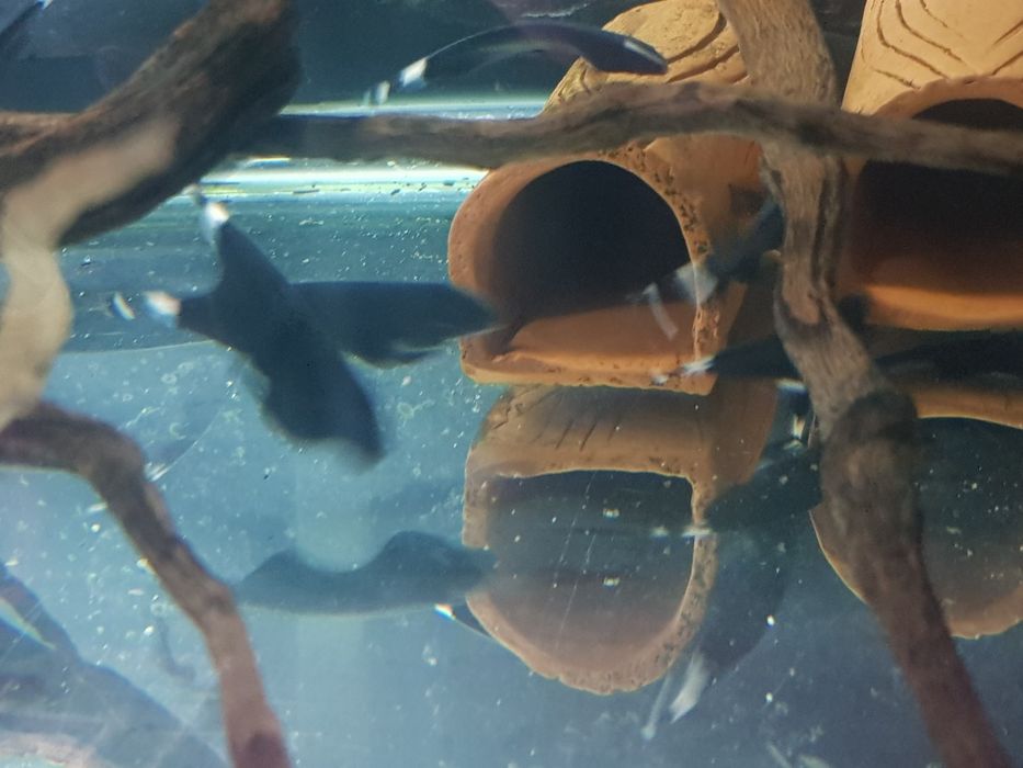 Продам рыб Чёрный принц(Чёрный нож)