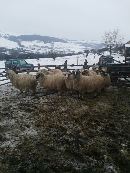 De vanzare.  oi de tinut