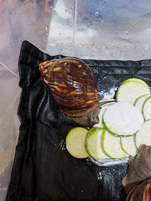 Архахатина маргината овум