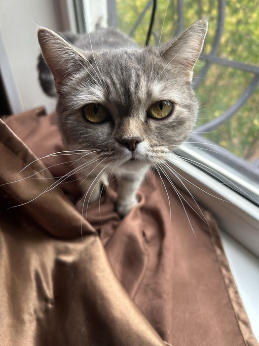 Британская кошечка