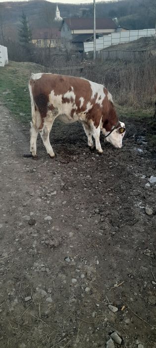 Vițea balțati românesti