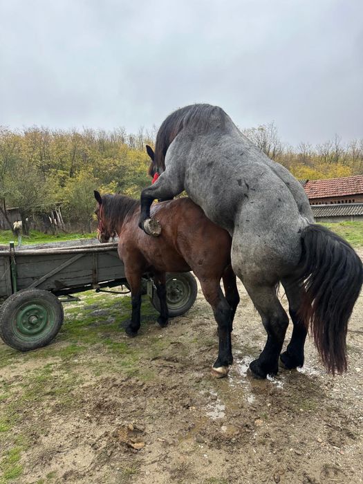 Vand sau schimb armasar greu