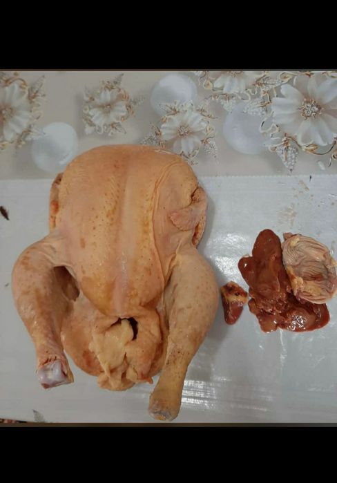 Куры  домашние..