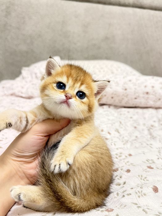 Британские котятки