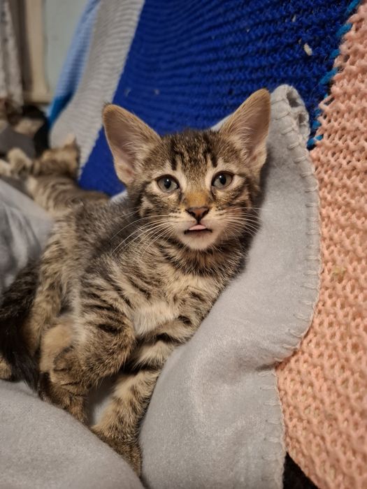 Симпатична и много нежна 4 месечна сладуранка