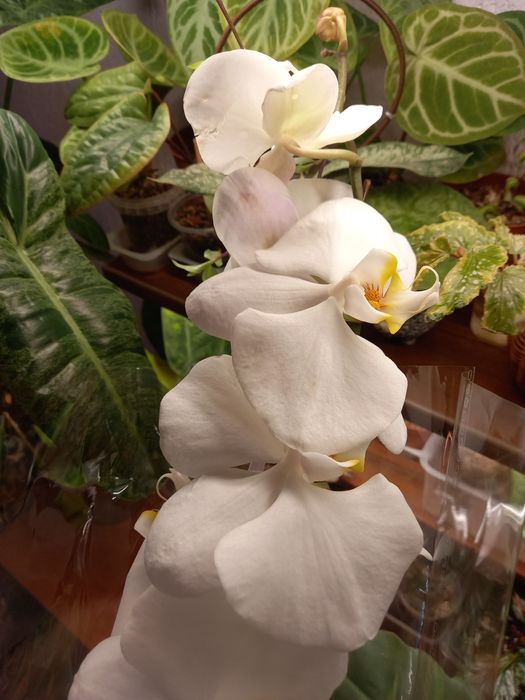 Орхидея фаленопсис, орхидеи, растения, цветы