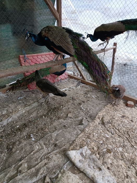 Vând păuni maturi pentru reproducere și pene de păun.