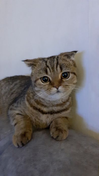 Отдам в добрые руки