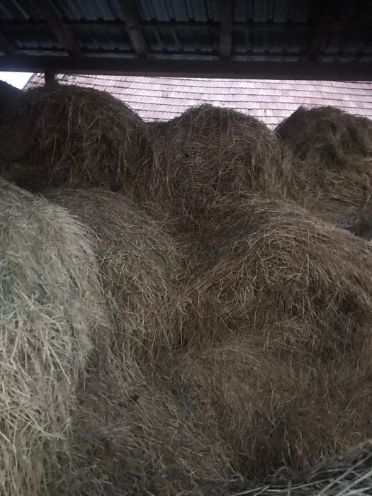 Vând baloți lucernă