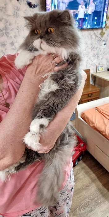 Котик ищет новую семью