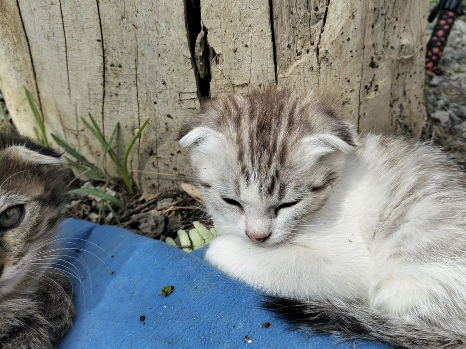Кошка. И котят 1.5месяц.отдам даром на хороший рук