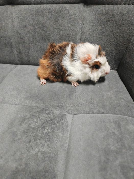 Продам маленьких морских свинок 3 недели,количество 5 штук.