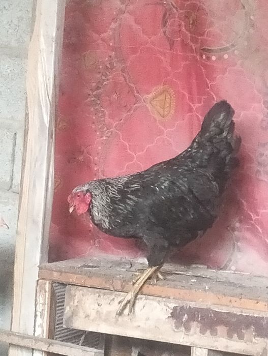 Қораз.тауық. петух. Куры.