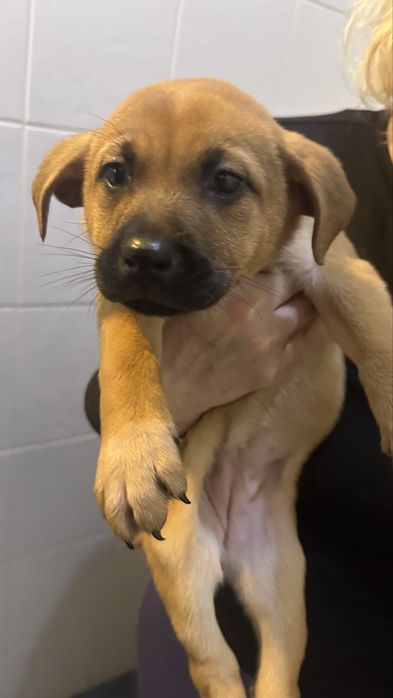 Donez Puii de cațel