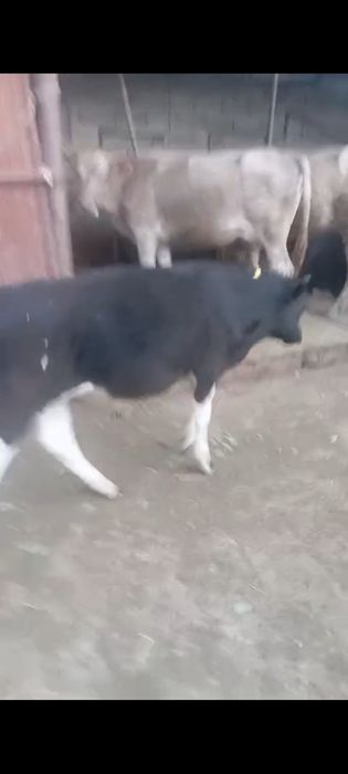 Бычок сатылады семіз