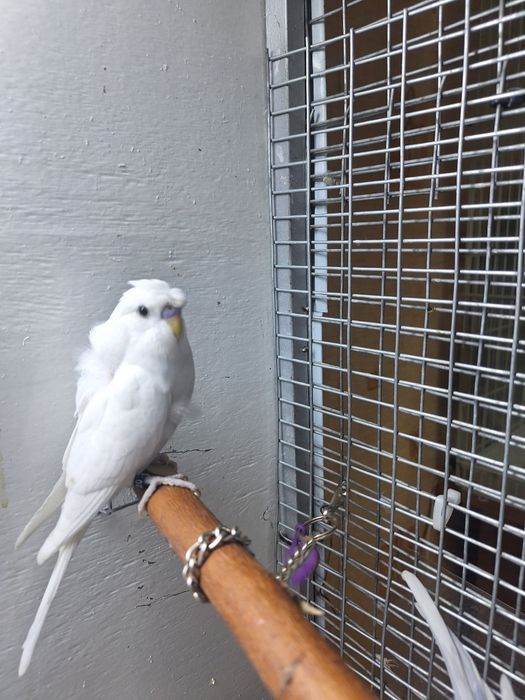 Продам попугая хагоромо птенцы