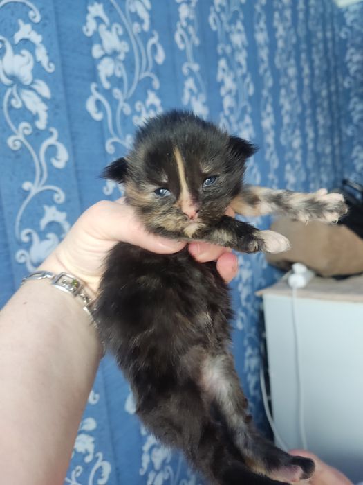 Продам очень крупные котята породы Мейн-кун