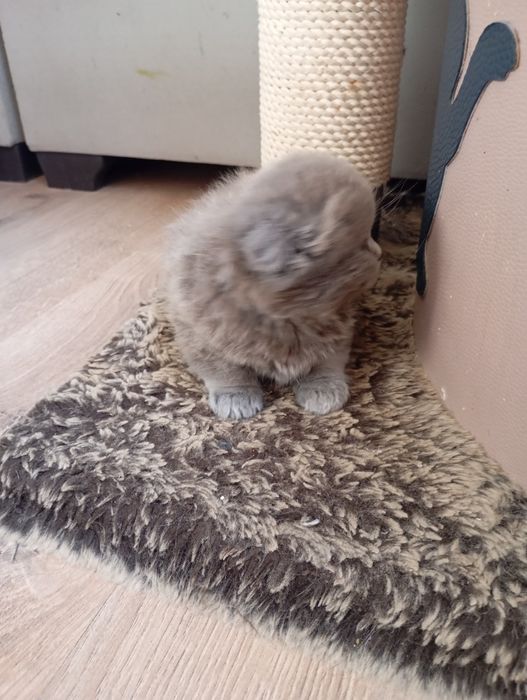 Продаются котята