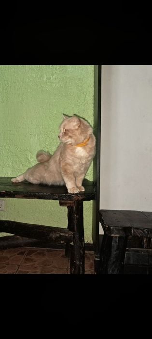 Отдам в добрые руки