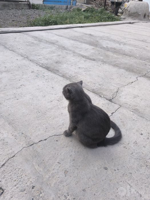 Скоттиш страйт  зотли айол мушук сотилади
А