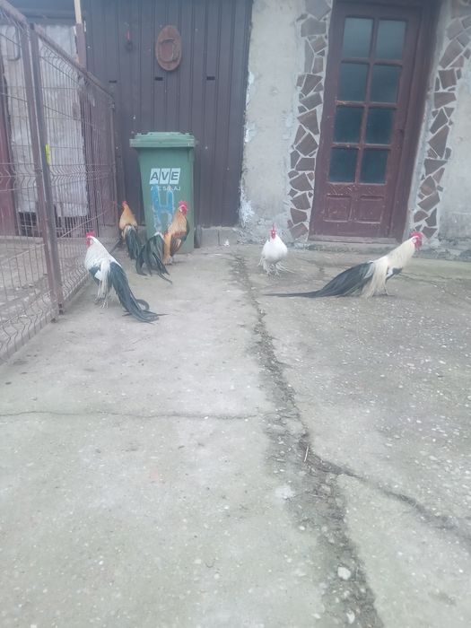 De vanzare gain si cocos phoenix. sau oua pentru incubat