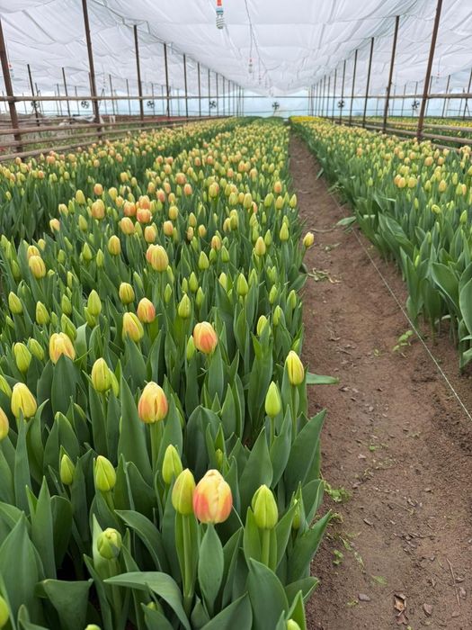Тюльпаны оптом есть
