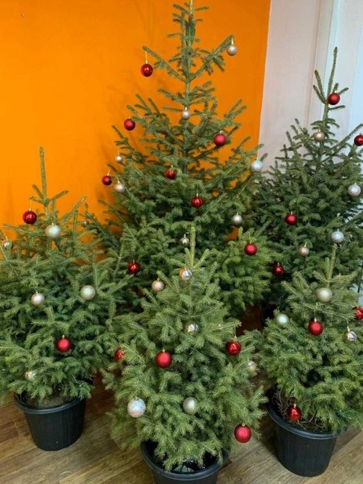 Ёлка новогодние живые