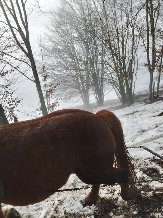Se vinde iapă de 4ani