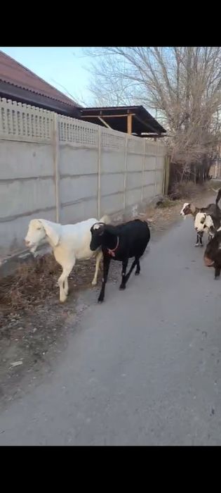 Буаз ешкілер сатылады. Екеуіде 3,5-4,5 литрліктер.