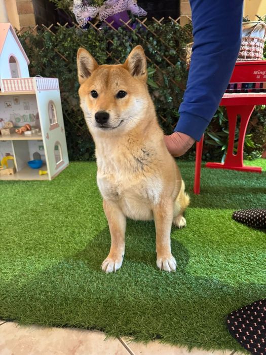 Fetiță Shiba inu