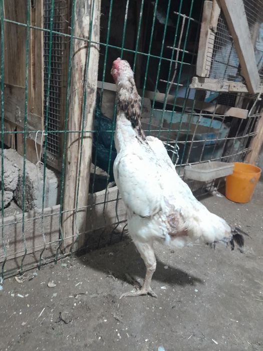 Сотилади тухумда