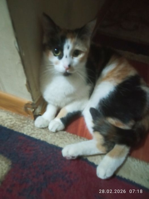 Мушукча хадяга яхши инсонларга