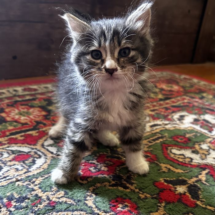 Домашние котята.