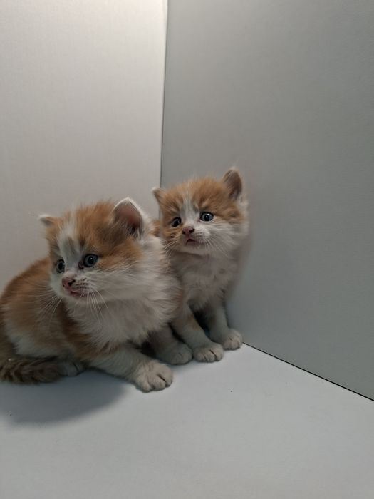 Отдам в добрые руки котят кошечек