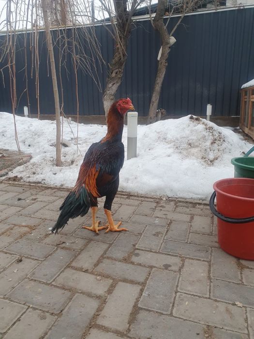 Петух бойцовый дакан