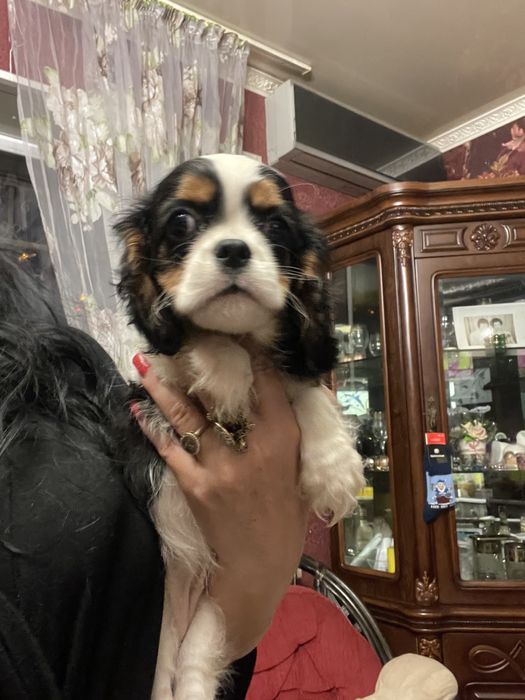 Кавалер кинг чарльз спаниель