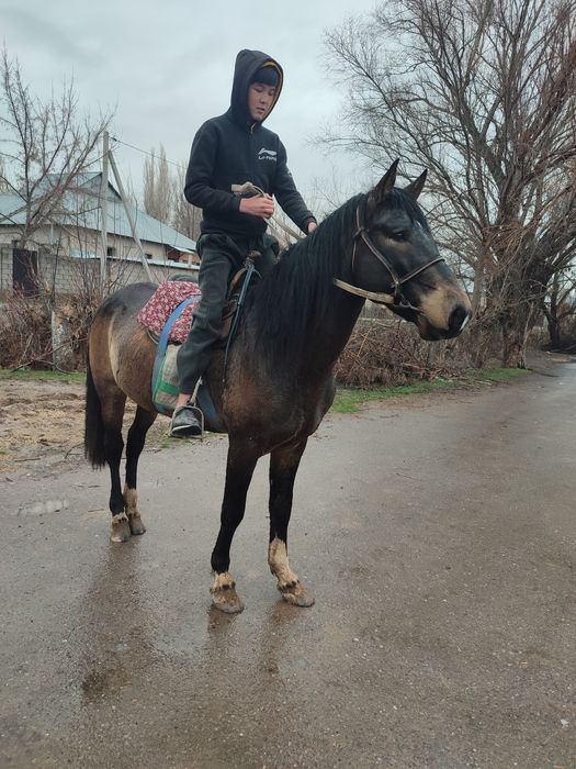 сатылады жақсы ат