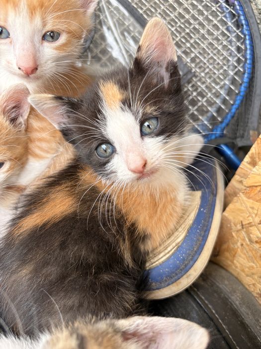 4 puiuti de pisica isi cauta o casuta