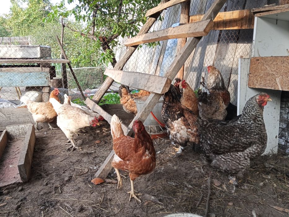 Продам 15 курицы и 1 петух