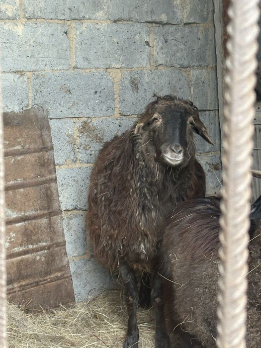 Семіз Қой сатамын.