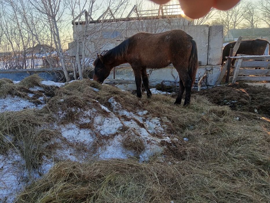 Продам кобылу с жеребенком