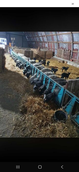 Капани за овце!Цена за една секция 180 евро.