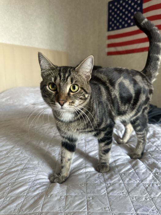 Котенок 10 месяцев