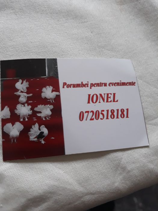 Porumbei pentru momente de vis