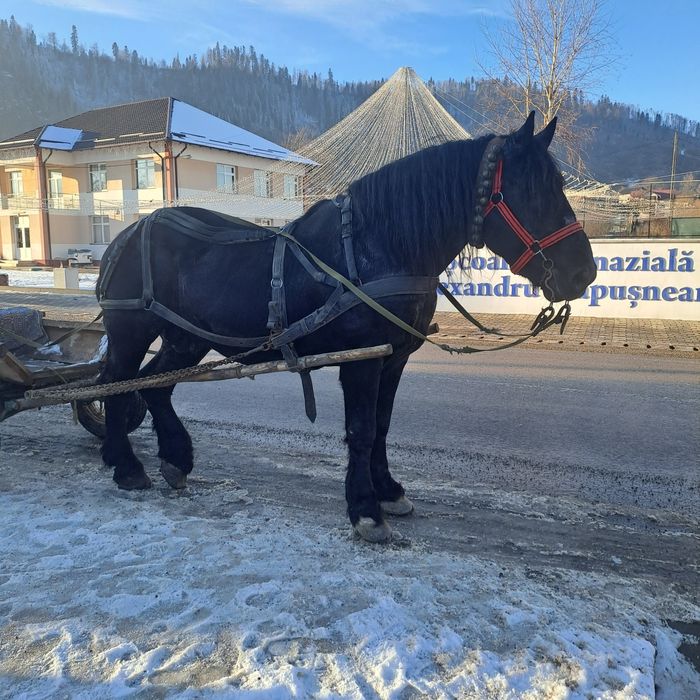 Armăsar Negru Corb Este un Cal domol