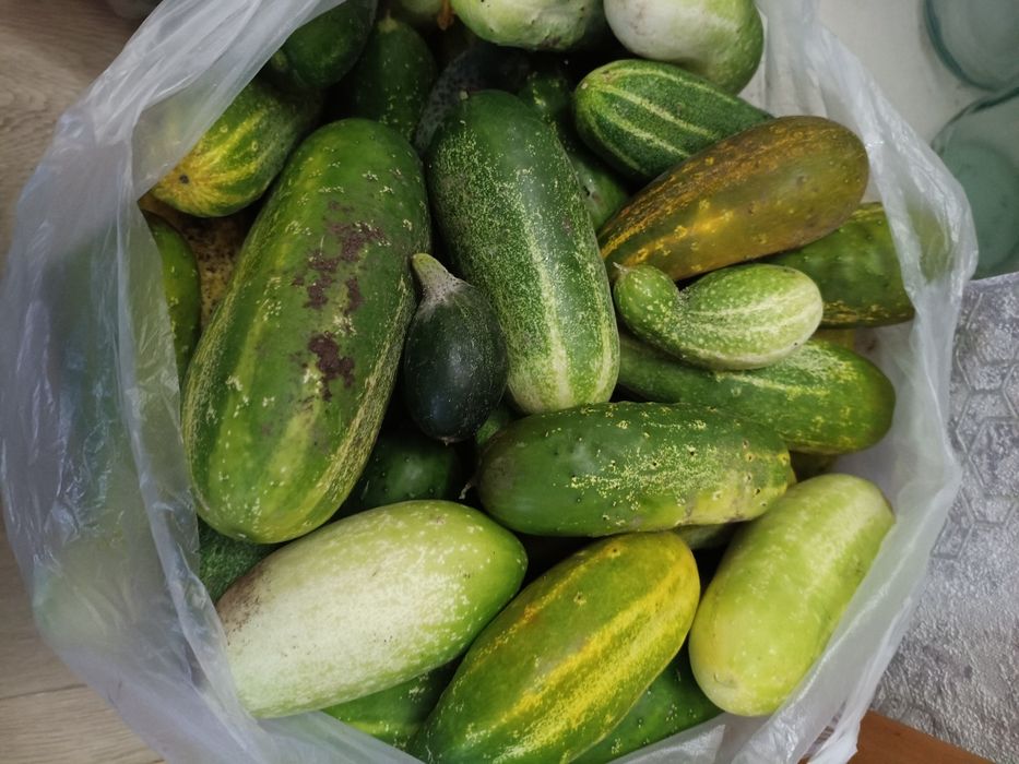 Продам огурцы домашние
