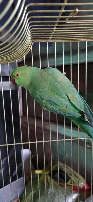 Ожереловый попугай