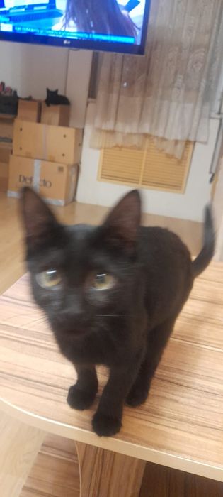 Отдам котёнка 4 месяца