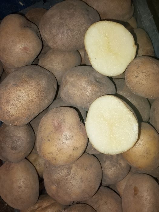 Продам дачный картофель