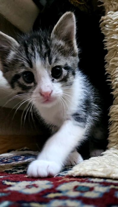 Котята в хорошие, добрые руки